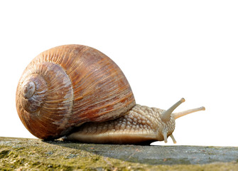 Garden snail (Helix aspersa) isolated