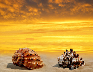 Conch shell on beach in the sunset