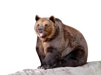 Brown bear isolated on white