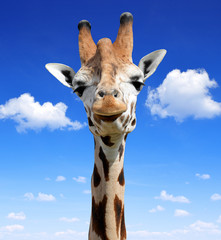 Fototapeta premium The head of the giraffe