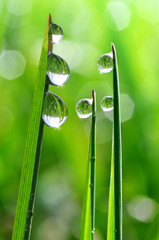 Fresh grass with dew drops close up