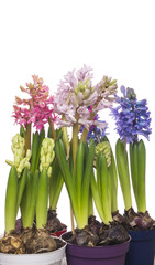 colorful hyacinths flowers in pots, isolated