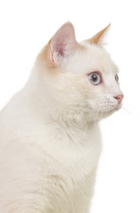 Obraz premium white cat face