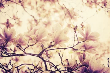 Deurstickers Magnolia © hitdelight
