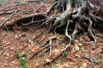 apparato radicale di alberi in stagione invernale