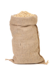 oat seed grain in burlap sack bag