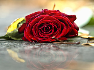 Fallen rose