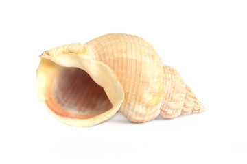 Shell