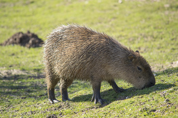 Capybara
