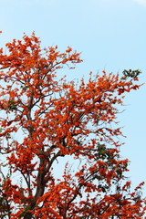 The orange flowers on blue background