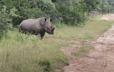 white rhino at the kruger park