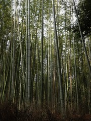 Fototapeta na wymiar The bamboo forest