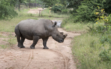 Naklejka na ściany i meble white rhino at the kruger park