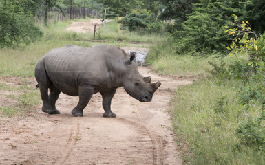 Fototapeta premium white rhino at the kruger park