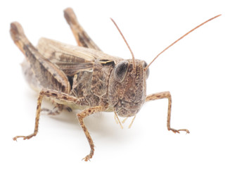Grasshopper