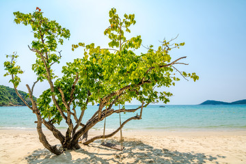 Fototapeta na wymiar tree on beach