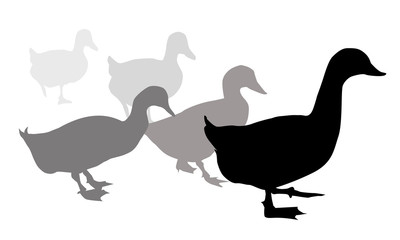 Geese-Vector illustration