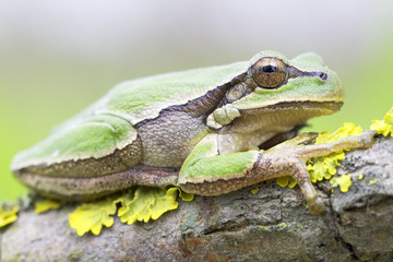common green toad in natural hanitat - close-up / Hyla arborea