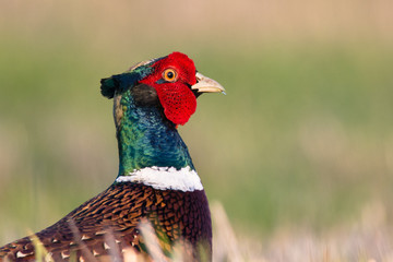 Pheasant Portrait