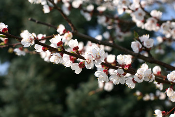 Apricot tree blossom flower in a sunny spring day