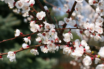 Apricot tree blossom flower in a sunny spring day