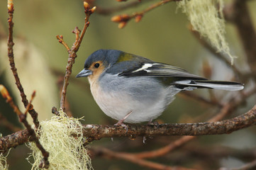 Madeiran Chaffinch, Fringilla Coelebs Maderensis
