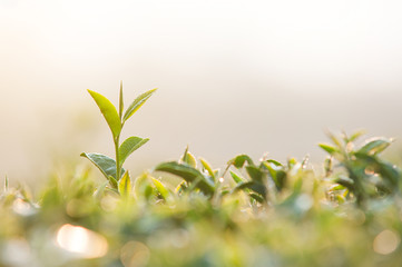 Tea leaves