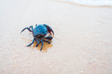 Crab on beach