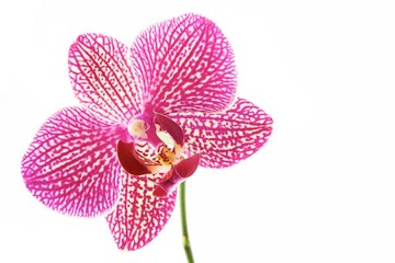Flower orchids