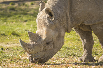 Obraz premium Rhino eating