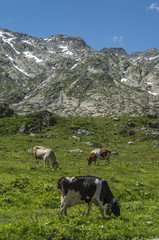 Fototapeta na wymiar Cows eating grass on alpine mountain