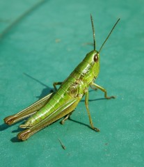 Jumper locust