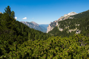 Alpine forest