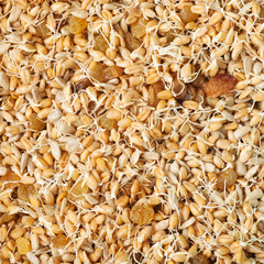 mixed wheat sprouts, raisins and sunflower seeds
