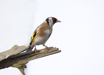 Goldfinch, Carduelis carduelis