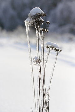 Plant glazed after the frozen rain