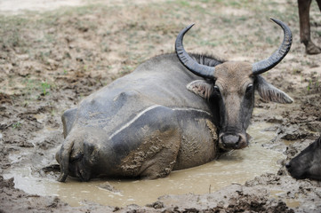 Obraz premium buffalo s have a rest