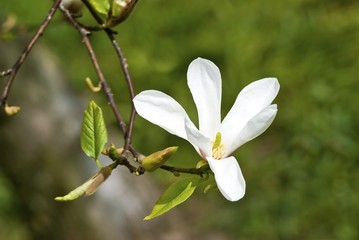 Twig with blossoming white Magnolia flower