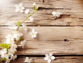 Spring white blossoms on wooden planks