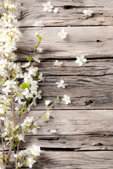 Spring white blossoms on wooden planks