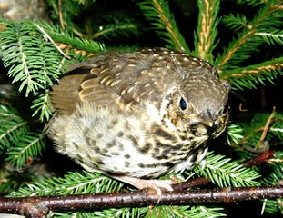 Cuckoo