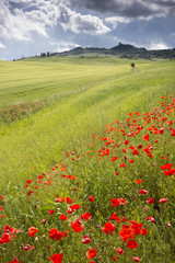 Poppies on a meadow