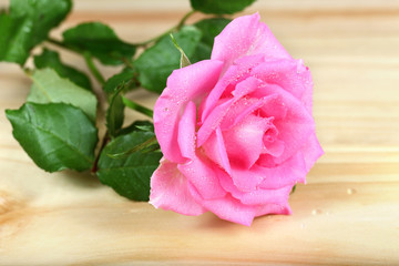 Róża różowa na deskach.