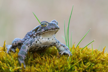 Bufo virdis