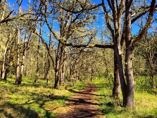 Obraz premium Nature Hiking Trail