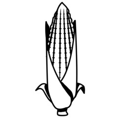 Gemüse Mais bio Garten