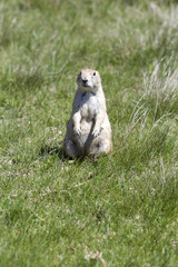 Black-tailed Prarie Dogs