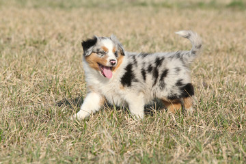 Puppy of Australian Shepherd Dog moving outside