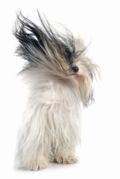 Tibetan terrier