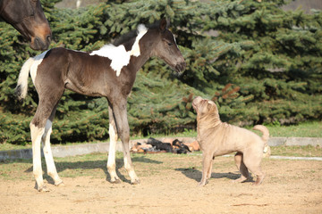 Fototapeta premium Nice young dog playing with foal